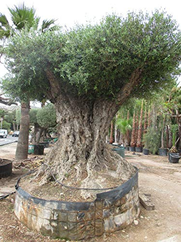 Olivenbaumdünger, Olivendünger, Olea Europea 1,5 Kg