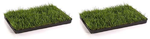 MIAU Katzengras fertig gewachsen 60x40cm - sofort nutzbar, kein aussäen, kein Samen, sondern echtes Gras - weich & echt - Katzen Grass für Katzen - Katzenwiese für Balkon & Innenbereich (2er Pack)