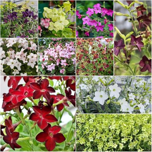 ornamentali di tabacco - semi scalapanti semi di e decorativi resistenti per giardino balcone - serie rare 30pcs