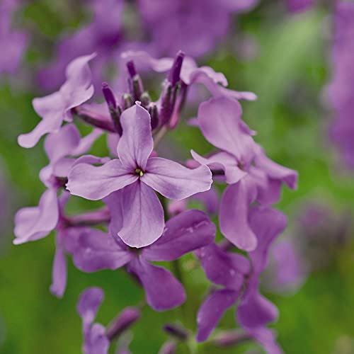 Sweet Rocket Seeds Hesperis matronalis Hardy Biennial Fragrant Single Purple Blooms Spring Flowering Easy to Grow Your Own Garden Flowers 1x Packet (Approx. 500 Seeds) by Thompson and Morgan