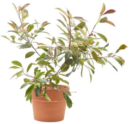 Verdecora Photinia en maceta 5L | Photinia x fraseri Red Robin | Planta de Interior y Exterior | Arbusto natural | Follaje Rojo y Verde Brillante | Ideal para Decoración y Setos