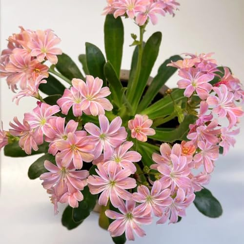 Semi di cotiledone Lewisia-d'appartamento,decorazione del davanzale finestra Semi di perenni resistenti 350pcs