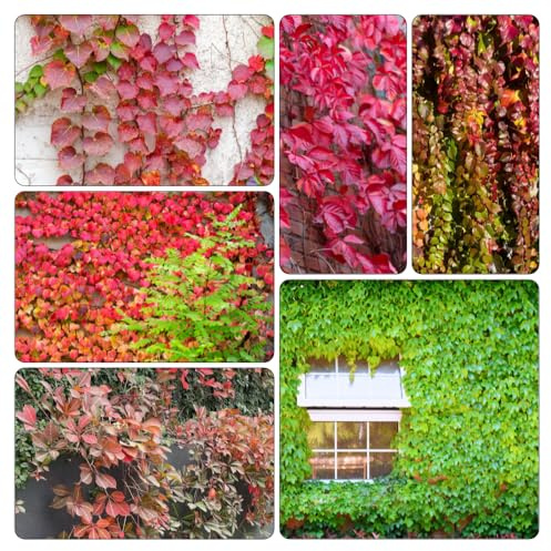 Parthenocissus tricuspidata - macetero Parthenocissus tricuspidata semi esotici resistenti balcone 250pz