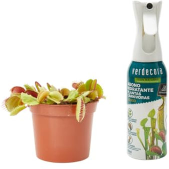Verdecora Planta Carnívora Dionaea Muscipula + Abono Hidratante Plantas Carnívoras | Venus Atrapamoscas | Planta Insectívora de interior (Maceta Ø9cm)