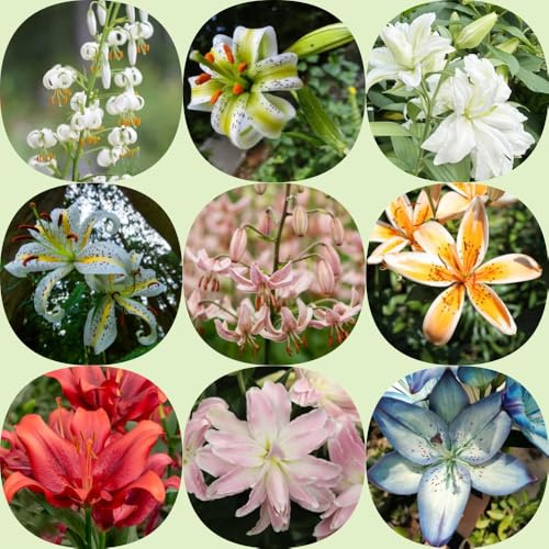 Bulbi di giglio - resistenti per giardinieri resistenti per giardini rocciosi balcone giardino in vaso a primaverile rialzata 5pcs