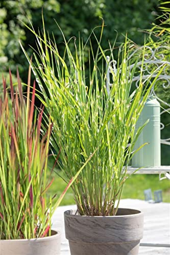 Zebragras Miscanthus sinensis Strictus Ziergras winterhart mehrjährig | sonniger bis halbschattiger Standort, dekorative Halme, ideal als Solitaerpflanze, robust und schnittvertraeglich