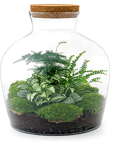 Terrarium végétal - Fat Joe Green - Ecosystème végétal -↑30 cm - Jardin en Bouteille - Bricolage - Kit de Bricolage - Ensemble Complet de Terrarium - Mini écosystème avec Plantes en Bouteille