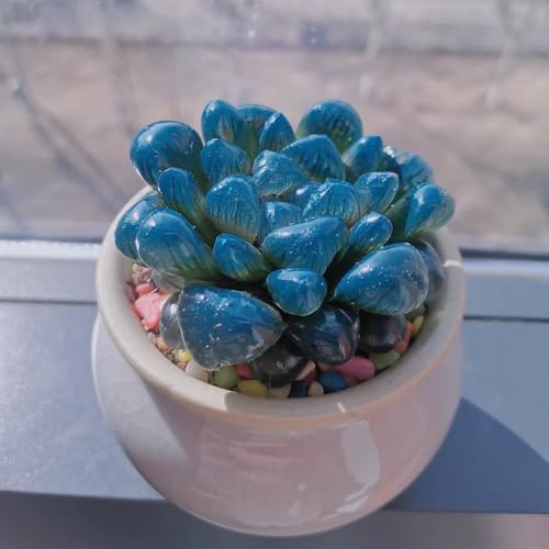 Comprar semillas de suculentas, decoración de sala estar exterior cubierta perenne resistentes 30pcs