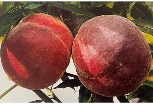 Vivaio Garden Forest Pesco Maycrest Prunus Persica – Albero da Frutto Precoce, Pesche Dolci e Succose, Pianta da Giardino in Vaso