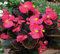 Nuovi semi freschi di begonia rosa 100 pezzi