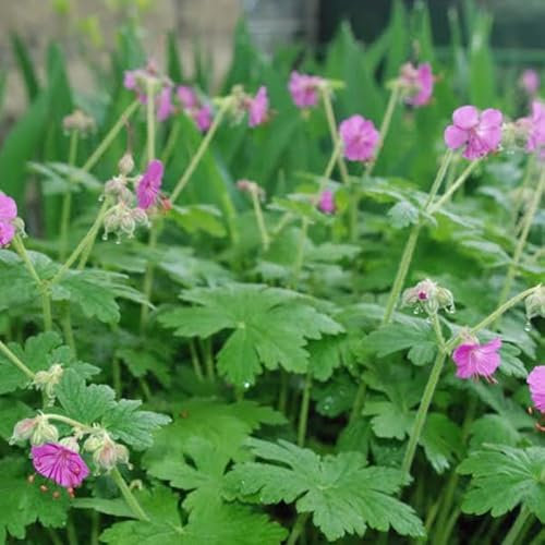 6 x Geranium Macrorrhizum 'Ingwersen's Variety - Perenni Vaso 9cm x 9cm