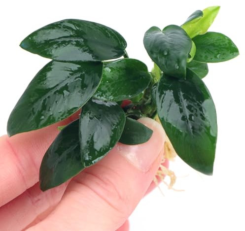 K2AQUA Anubias Bonsai Live Aquarium Plant Low Maintenance Freshwater Aquatic Plants for Tropical Tank