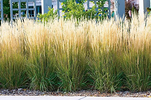 3 x Calamagrostis x acutiflora 'Karl Förster' im 1 Liter Topf (Ziergras/Gräser/Winterhart/Mehrjährig) Reitgras - Top als Sichtschutz Hecke - Aufrechte Eleganz für jeden Garten - von Stauden Gänge