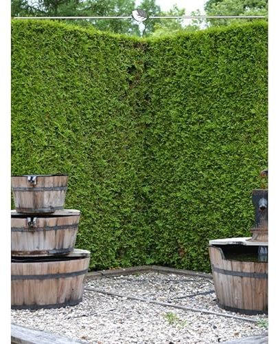 Thuja Brabant 180-200 cm. 50 Lebensbäume. Immergrün, Winterhart, Sichtschutz