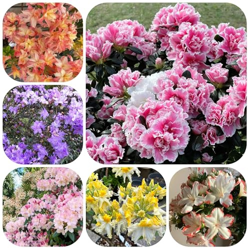 semillas resistentes de azalea - jardín decorativas balcones 300pcs