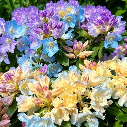 rhododendron frühlingsblumen dachbegrünung rankpflanze balkonpflanze gartendeko für draußen gewächshaus balkon exotische 200samen