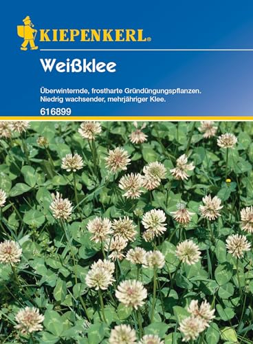 Kiepenkerl Weißklee, 60 g 616899 - Frostharte Gründungspflanzen - mehrjähriger Klee - Inhalt für 30qm - Wuchshöhe 30 cm - Saatgut - Samen, Pflanzen