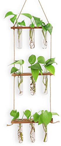 Stazione di propagazione per piante idroponiche – Vaso a provetta sospeso a 3 piani con 7 provette, 3 chiodi non scoloriti (colore legno scuro)