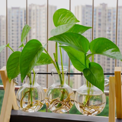 semi di giardino Epipremnum aureum - Pothos giardino rocce interni balcone resistenti ufficio resistenti interni selvatici balcone 50pcs