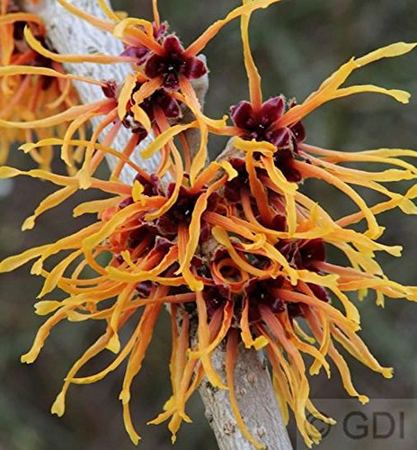 Zaubernuß Aphrodite 30-40cm - Hamamelis intermedia - lebende Gartenpflanze aus den Baumschulen