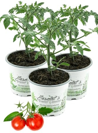 3er Set Tomatenpflanze Sorglos-Tomate