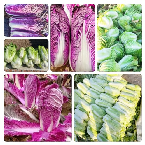 Pak Choi - Cavolo cinese giardino semi d'appartamento ornamentali orticole vaso invernali 300pcs