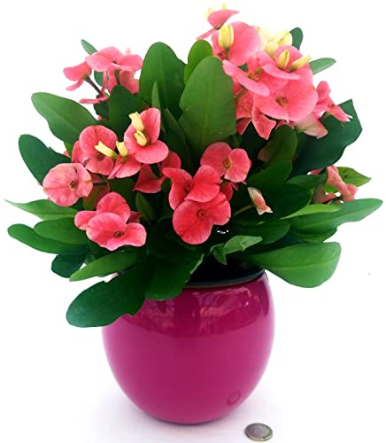 POWERS TO FLOWERS - EUPHORBIA MAXIMA PINK IN VASO CERAMICA SFERICO FUCSIA, Spina di cristo, pianta vera