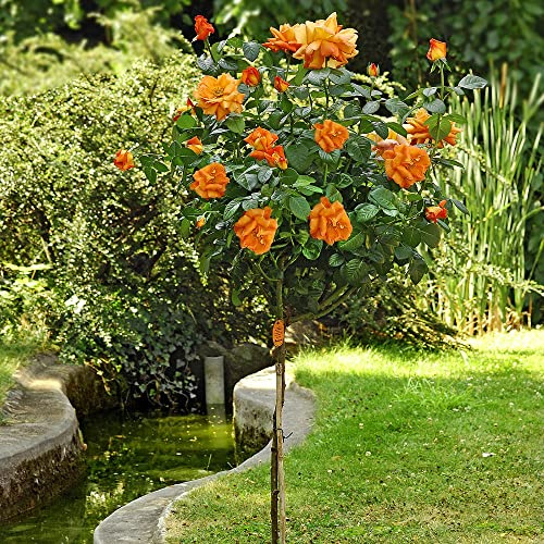 AMDGarden Pianta Rosa Brevettata Louis de Funès® Meilland Arancione ad Alberello h 120 cm Vaso 24 cm