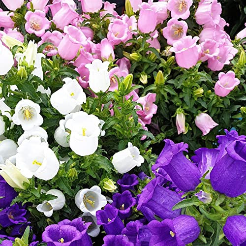 Campanula Seeds Canterbury Bells Bellflower Medium Mixed Blue White Pink Blooms Hardy Biennial Summer Flowering Easy to Grow Your Own Flowers 1x Packet (Approx. 850 Seeds) by Thompson and Morgan