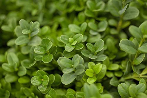 Buxus sempervirens 'Blauer Heinz' 70-80 cm - Buchsbaum, kompakter Wuchs, immergrün, ideal für Hecken und Kübel, pflegeleicht und winterhart