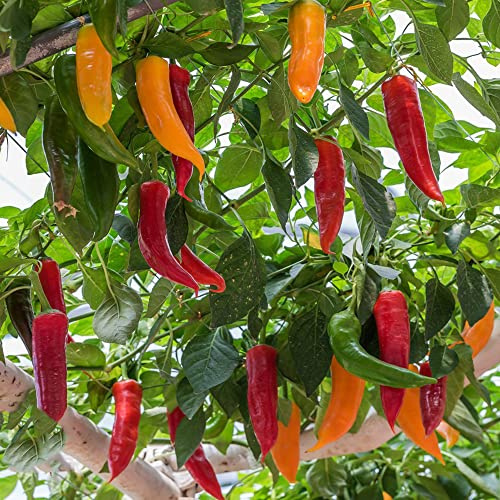 semillas de chile, jardín de regalos pimiento variedades antiguas resistente perenne balcón 500pcs