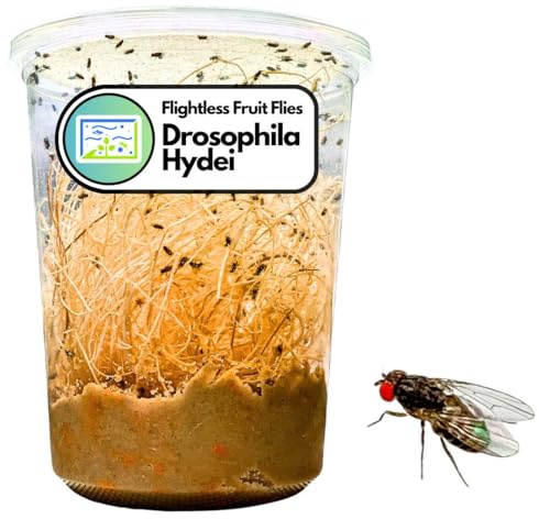 Creation Cultivated 32oz Fruit Fly Culture, Live Feeder Insects & Flightless Fruit Flies for Dart Frogs, Praying Mantis, Jumping Spider Food, Geckos & Lizards, (Drosophila Hydei Flightless)