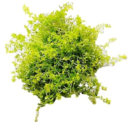 FLORATICA Hemianthus Glomeratus 'Pearl Grass' Live Aquarium Plants Tropical Fish Tank Shrimp Safe Snail Free (10)