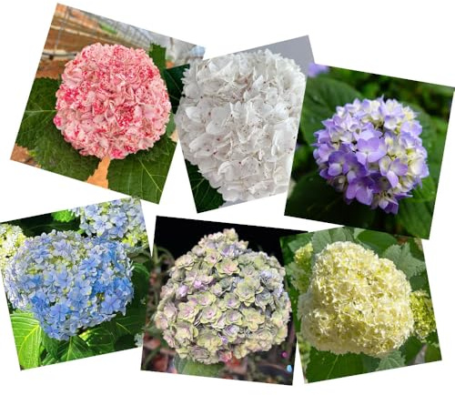 semi di ortensia resistenti - giardino perenni esterno 40pcs