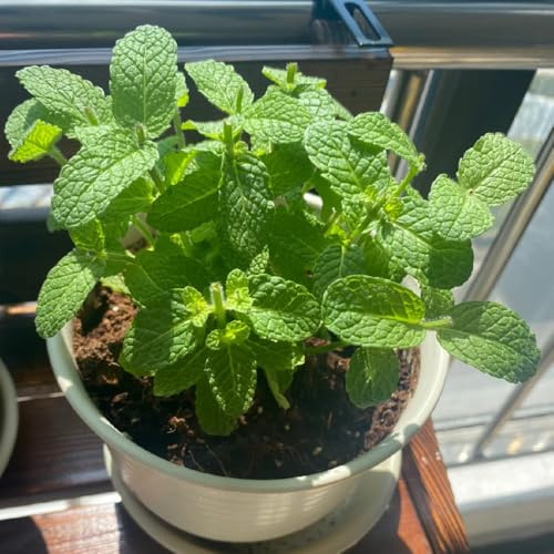 Semi di menta mela, vecchie varietà da balcone semi di menta piperita di menta verdi da balcone 300pcs