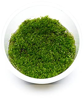Riccardia chamedryfolia - Korallenmoos in vitro 5,5cm Bechergröße - in vitro Wasserpflanzen für Aquarien