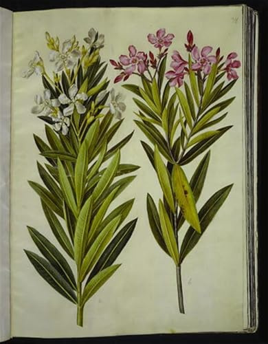 DQCJIYIGL Famous Art Print Artwork Artwork Paintings Nerium Oleander by Hans Simon Holtzbecker Canvas Wall Art for Home Decor 60x90cm