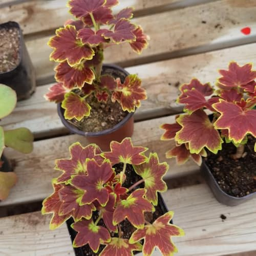 geranien bonsai balkon blumensamen pelargonium balkonblumen schnittblumen frühlingsblume winterharte kübelpflanzen herbst deko winterharte garten kletterpflanzen steingartenpflanzen 300samen