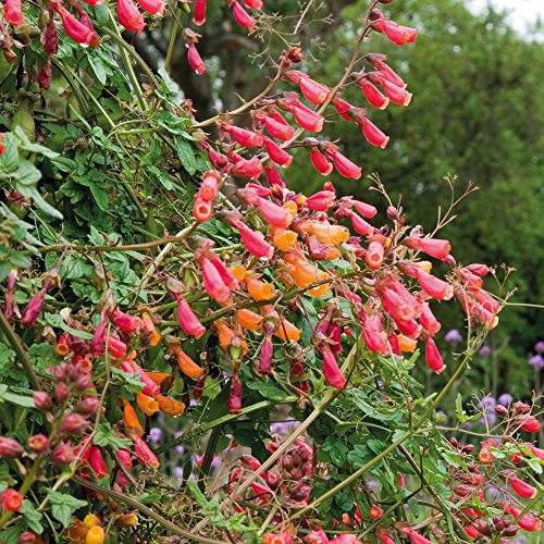ECCREMOCARPUS SCABER NR.30 SEMI