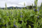 SALVIA HISPANICA - CHIA - NR.100 SEMI