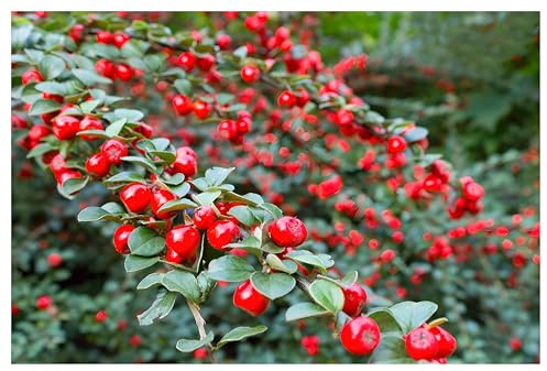 Stauden Gänge 10 x Cotoneaster dammeri 'Coral Beauty' Teppichmispel | Immergrüner Bodendecker für Sonne bis Halbschatten, Blüte Mai bis Juni, mehrjährig, 9x9 cm Topf