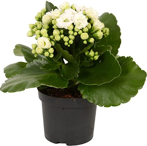 Kalanchoe Natural Planta con Flores - Suculenta con Hojas Carnosas