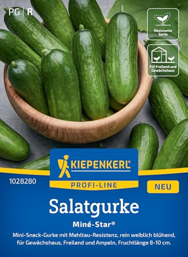 Kiepenkerl Salatgurkensamen Miné-Star 1028280, Gemüsesaat | Aromatische Mini-Snack-Gurken mit Mehltauresistenz, rein weiblich blühende Gemüsesamen, Wuchshöhe 150–200 cm, Länge 8–10 cm