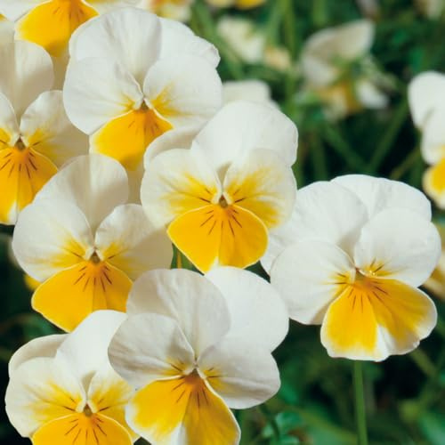 Viola 'Ice Babies Cream Yellow Lip'. 7cm Plant x 3. Winter flowering bedding plants for hanging baskets. Bedwen Plants Online Garden Centre.