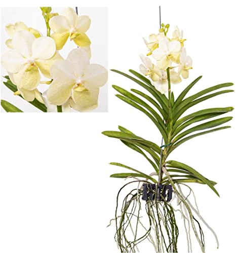 Plant in a Box - Vanda 'Tayanee Bianco' - Orchidea tropicale - Bella miscela di colori - Orchidea in fiore - Altezza 45-55cm