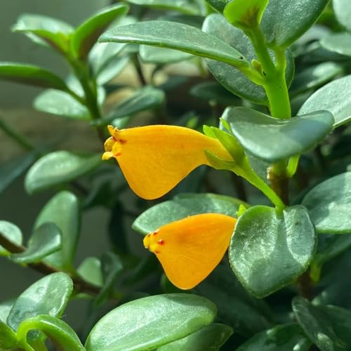 Goldfish Chlorophytum, winterfeste für balkon pflegeleichte zimmerpflanzen topfpflanzen blumensamen mehrjährig winterhart seltene 30Samen