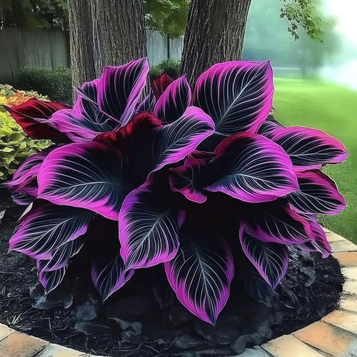 Hosta bulbi,resistenti al freddo e alla siccità,adatte per la decorazione di giardini e balconi,Hosta pianta vera(non artificiali)-4 Bulbi-G