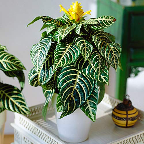1 Aphelandra squarrosa Vert | Plante Zèbre d’intérieur en pot à offrir (25-35 cm en pot)