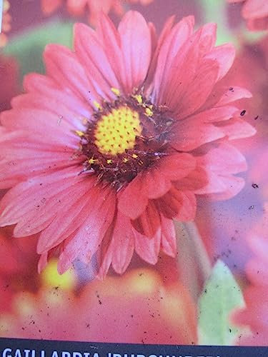 Kokardenblume Burgunder - Gaillardia x grandiflora