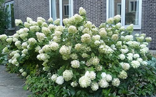 Phantom Hydrangea Paniculata - Live Plant Shipped 2 to 3 Feet Tall by DAS Farms
